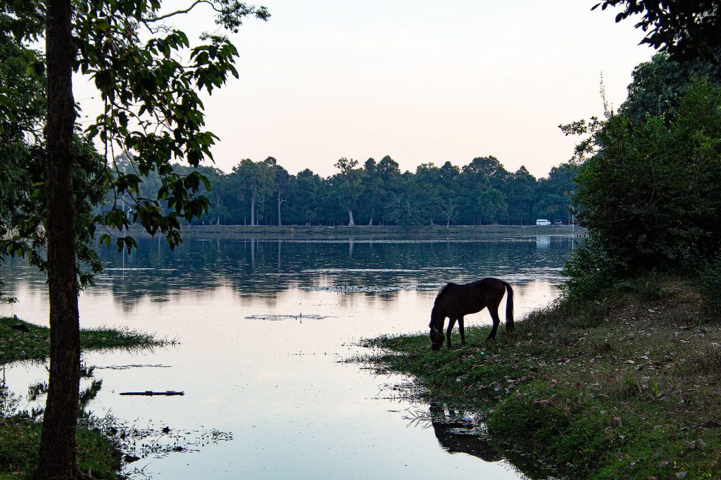 Angkor Wat - Pferd