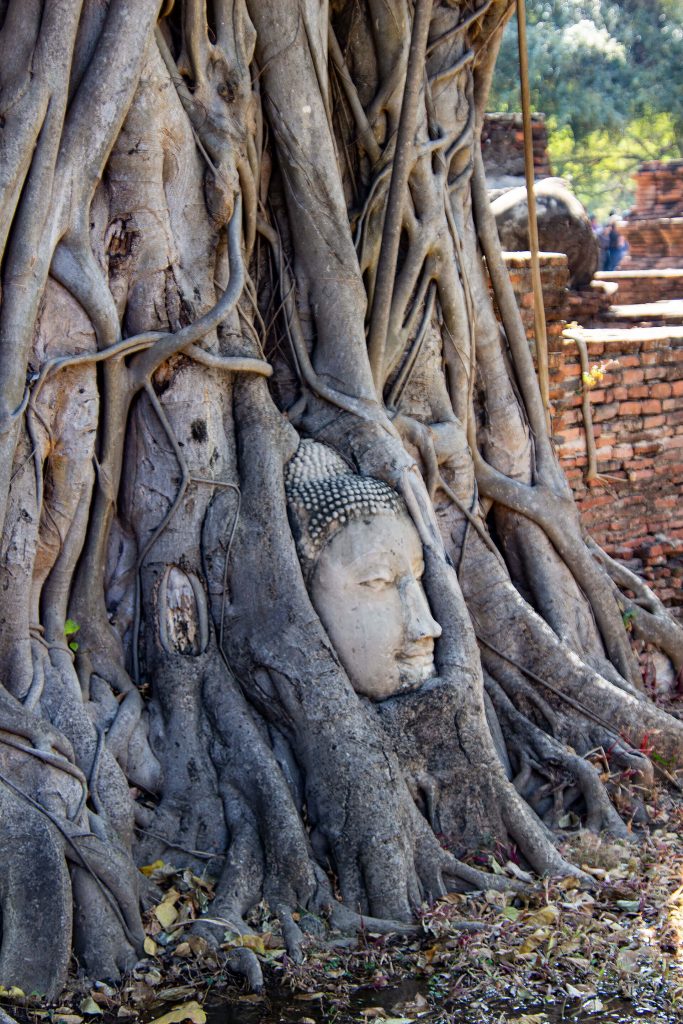 Buddha im Baum in Ayutthaya