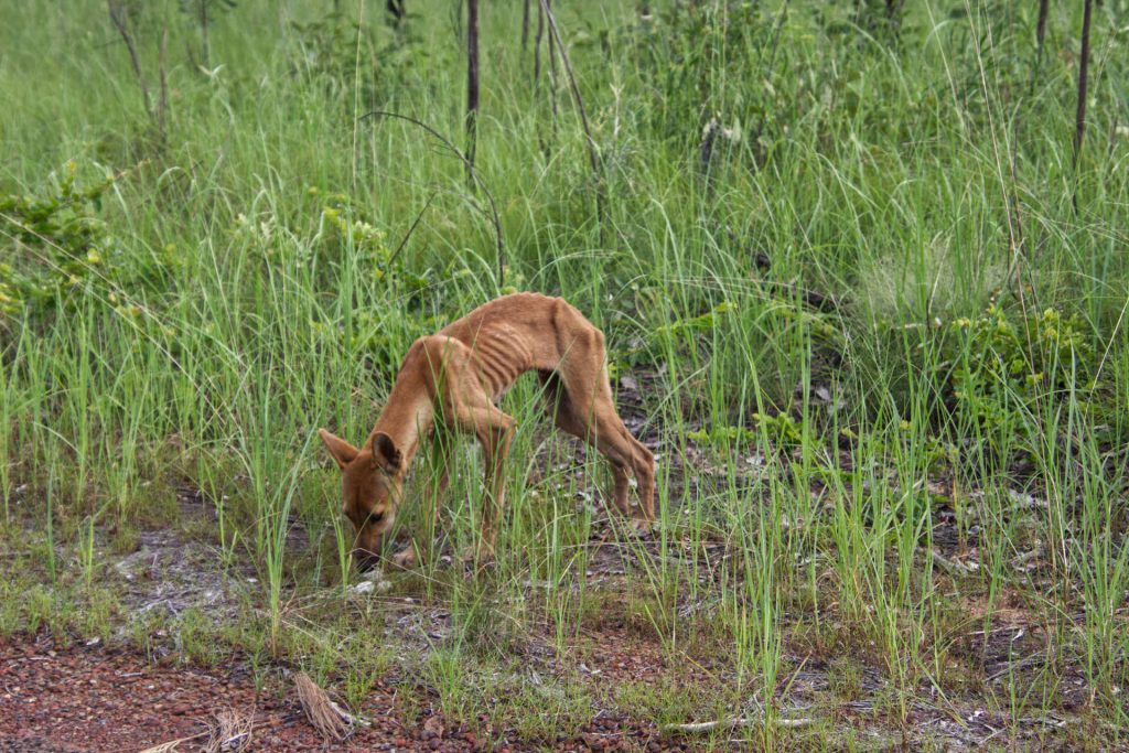 Abgemagerter Dingo im Litchfield National Park