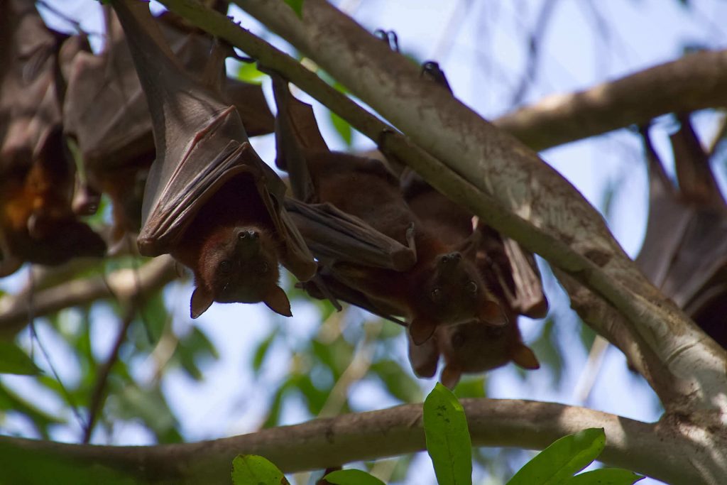 Fledermäuse hängen vom Baum im Litchfield National Park