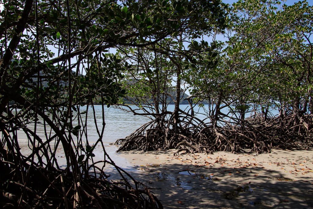 Mangroven am Cape Tribulation