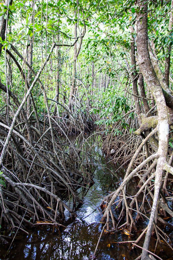 Mangroven im Daintree Rainforest