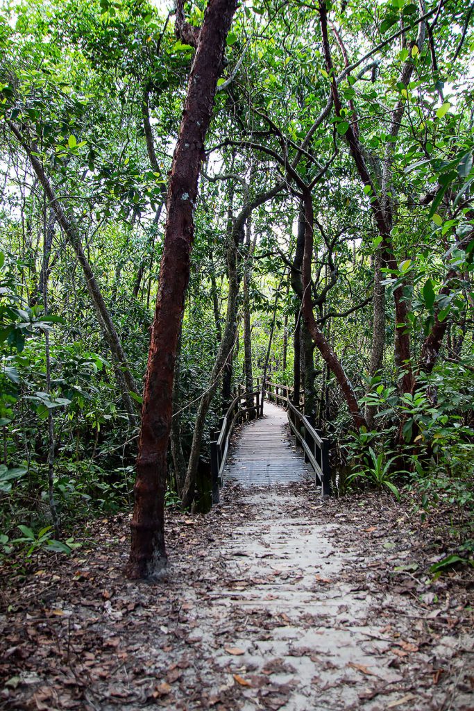 Weg im Daintree Rainforest