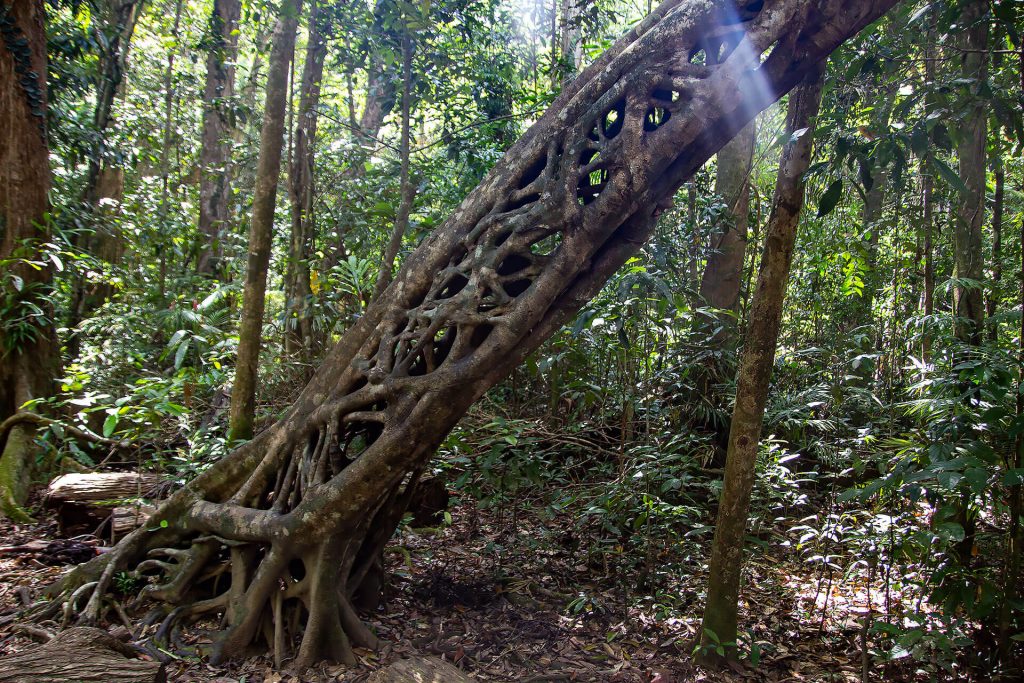Baum im Daintree Rainforest (Marrja Botanical Walk)