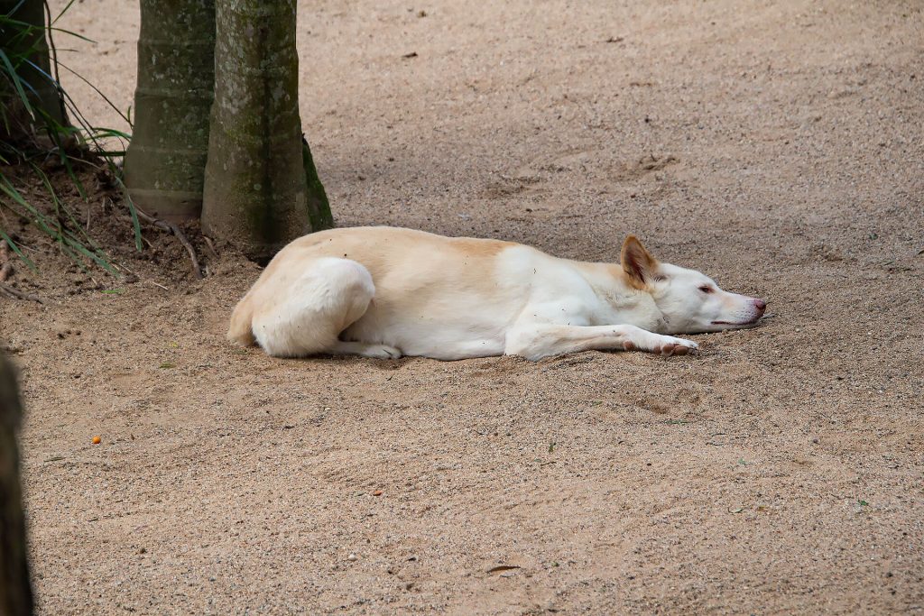 Dingo am ausruhen