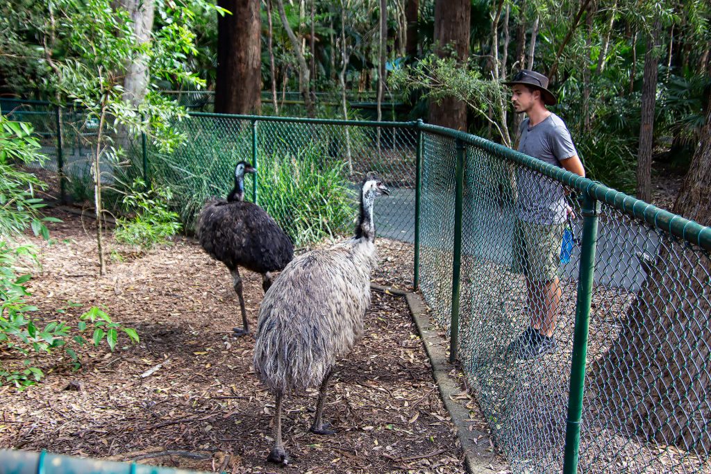Berti schaut sich Emus im Gehege an