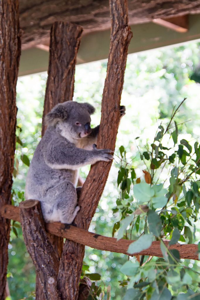 Koala hält sich am Baum fest