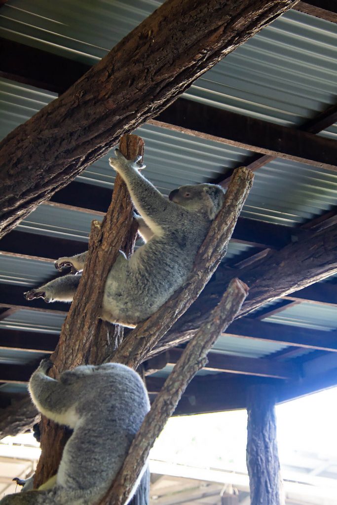 Koala hängt ab