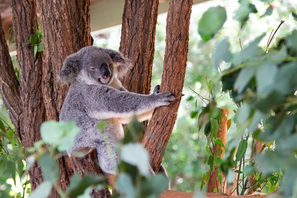 Koala chillt im Baum