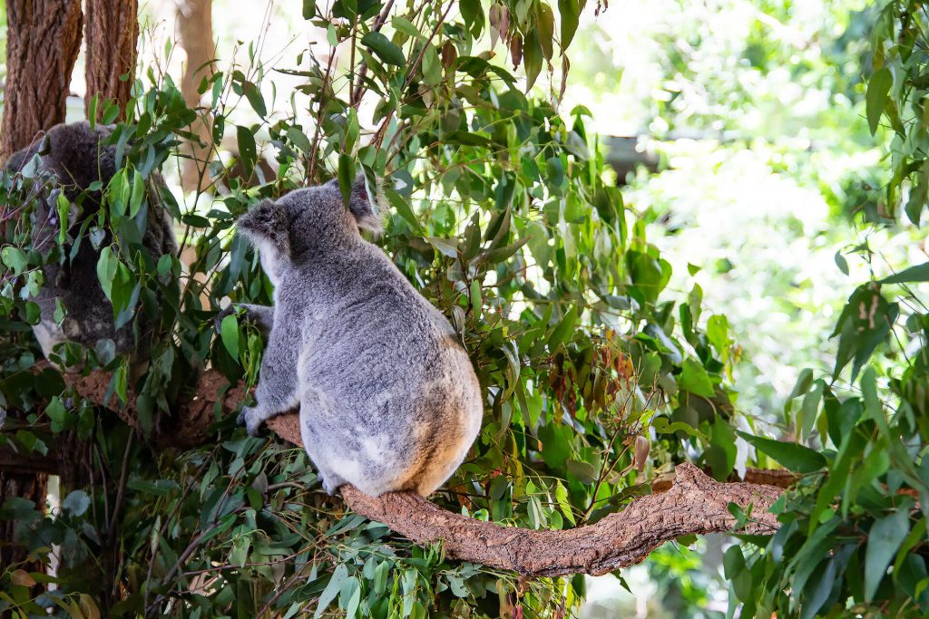 Des Koalas Rücken kann entzücken