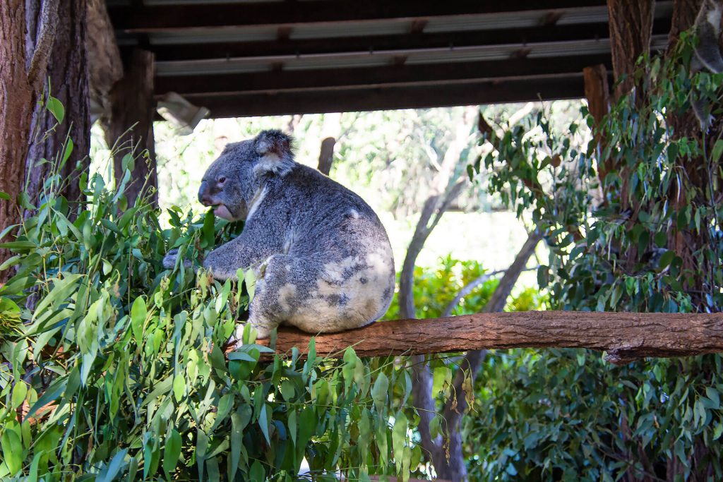 Koala am Essen