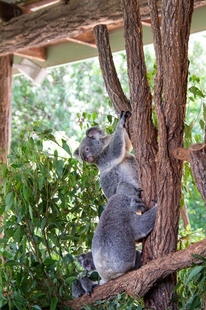 Viele Koalas im Baum