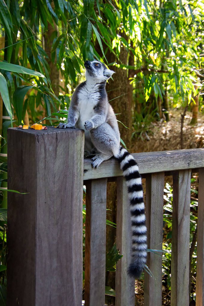 Lemure auf Geländer
