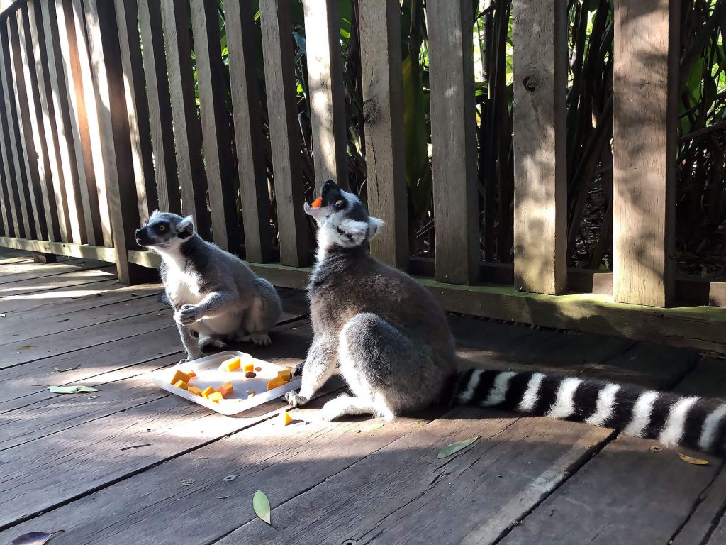 Lemuren essen Obst
