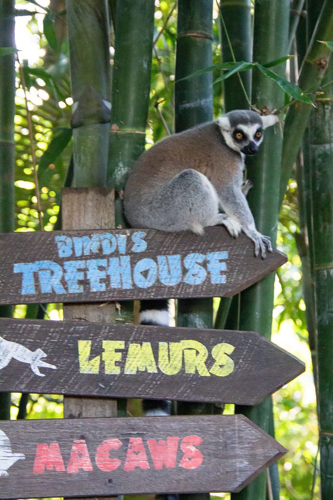 Lemure auf Schild