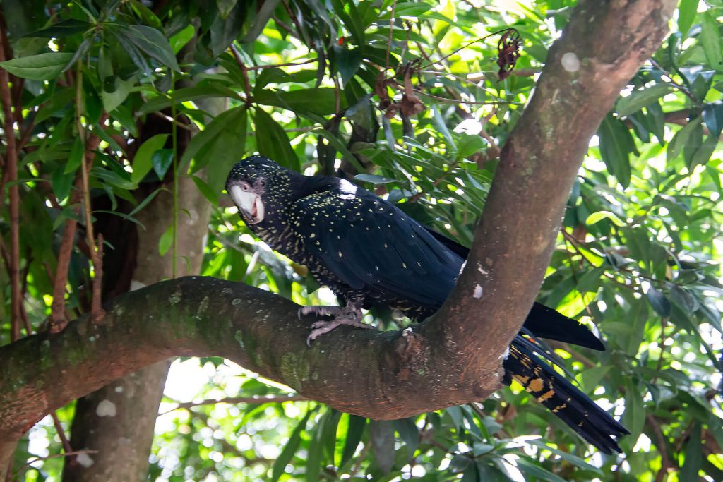 Papagei auf Baum